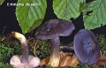 Entoloma bloxamii-amf769